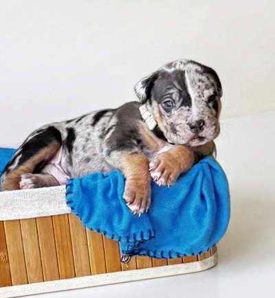 American Bulldogs For Sale, View more