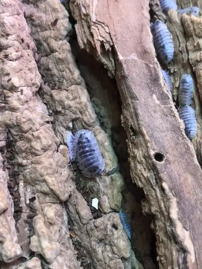 Nesodillo cf. arcangelii 'Shiro Utsuri', View more