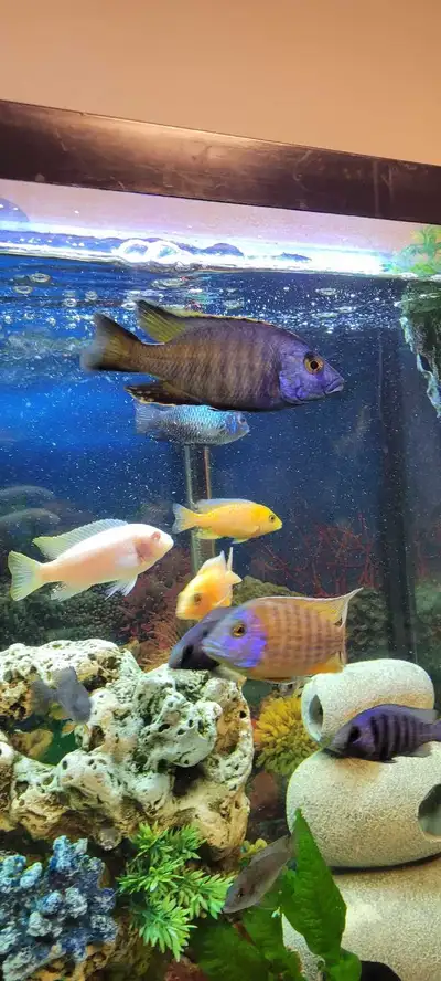 Dominant male largest guy in the tank about 5 1/2" vibrant colours and very active. Open to trade!