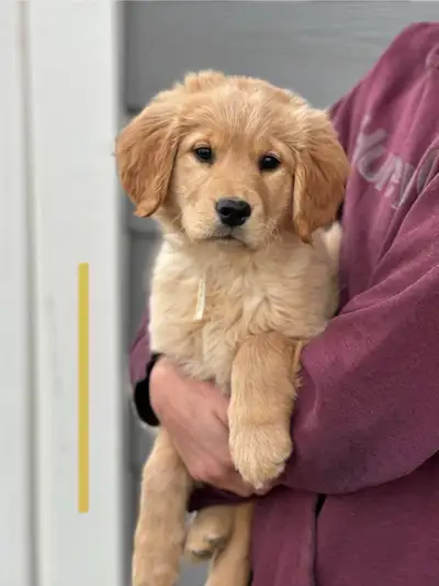 RETRIEVER PUPS - READY TO GO, View more