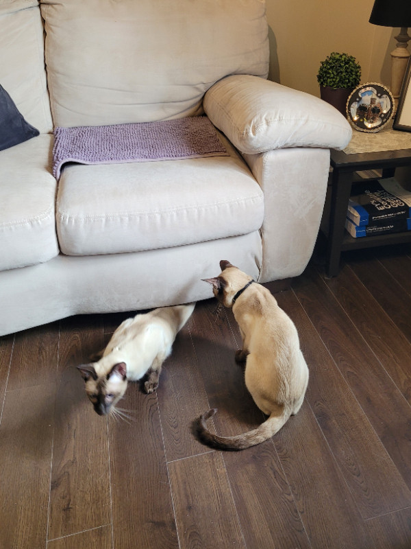 Male Chocolate Point Siamese Brothers - 3.5yr old bonded pair in Cats & Kittens for Rehoming in Oshawa / Durham Region - Image 4