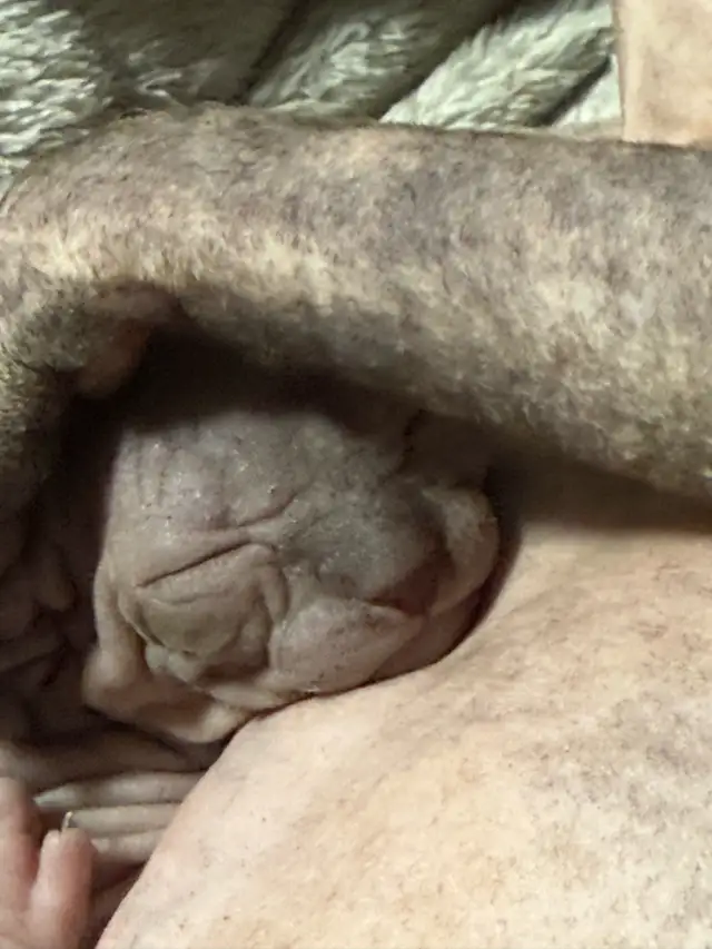 sphynx kittens in Cats & Kittens for Rehoming in Vernon - Image 3