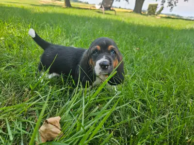 basset hound male, View more