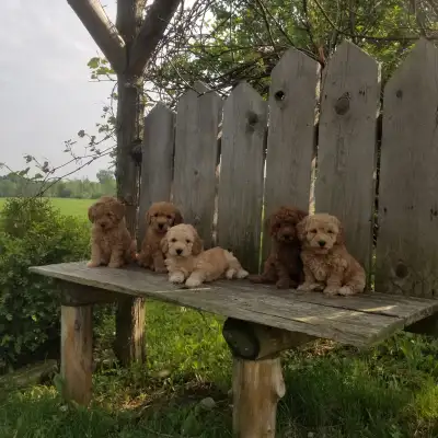 Mini golden doodle puppies ready to rehome soon! There are four males still available. Dad, Coffee i...