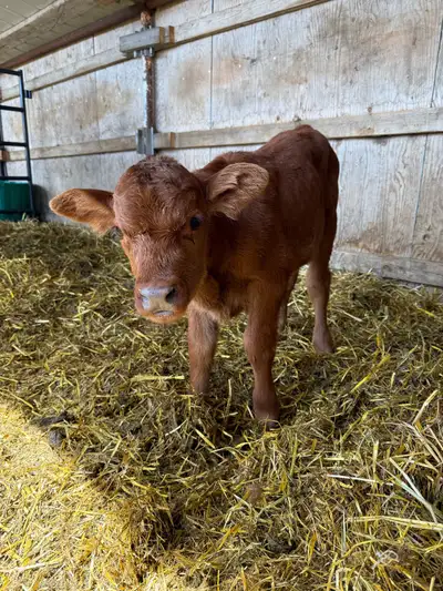 Red Angus Heifer Bottle Calf, View more