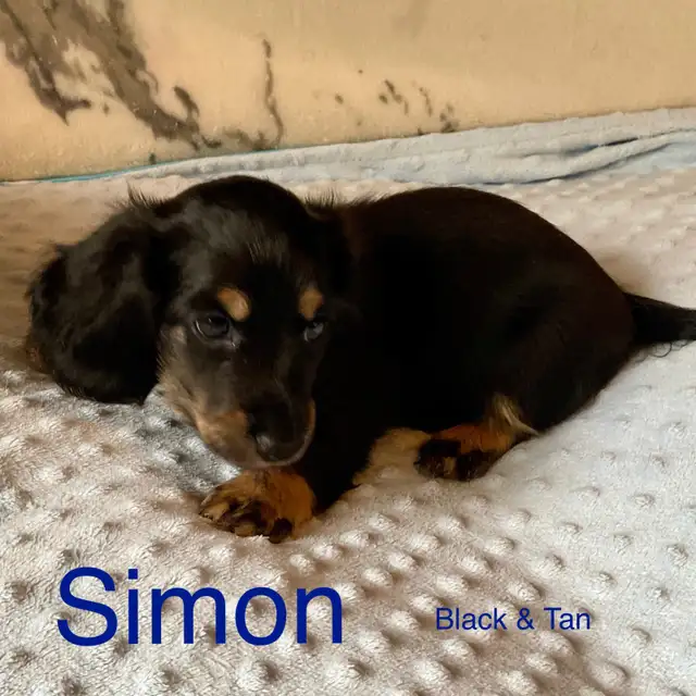 Miniature Long Haired Dachshund Puppies in Dogs & Puppies for Rehoming in St. Albert - Image 3