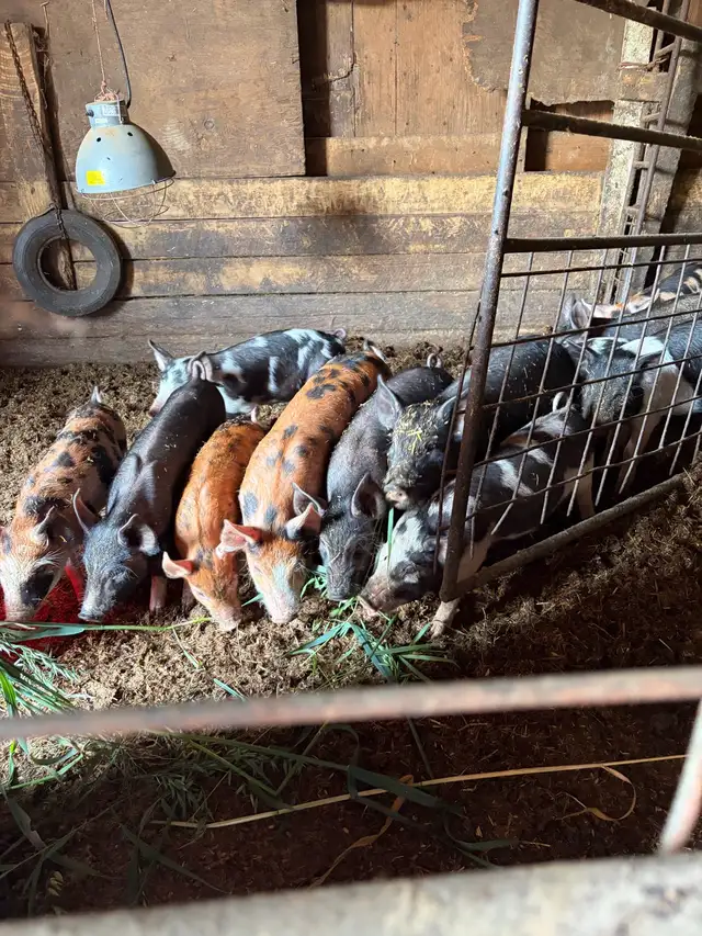 bacon seeds in Livestock in Red Deer - Image 11
