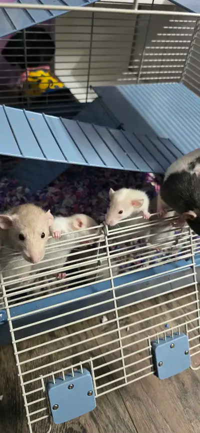 Free Rats!!, View more