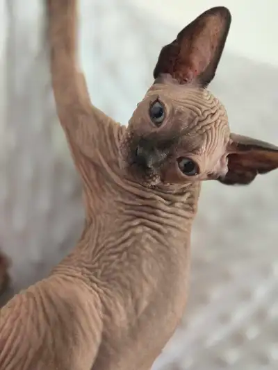 Sphynx adorables, View more