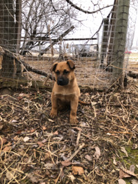 Alaskan Malamute/lab mix female