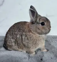 Très joli petit lapin nain néerlandais de 3 mois