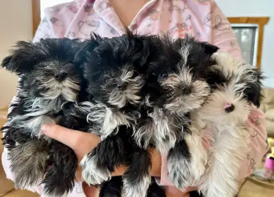 morkies male, View more