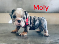 Exotic English Bulldog Puppies Available. Ready To go