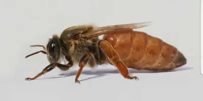 Virgin Queen Bees, View more