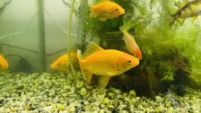 Gold Fish, View more