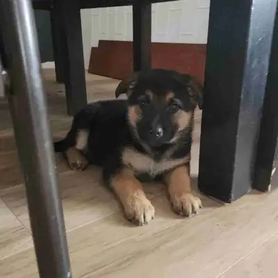 ONE FEMALE LEFT 3 months old purebred German Sheperd, View more