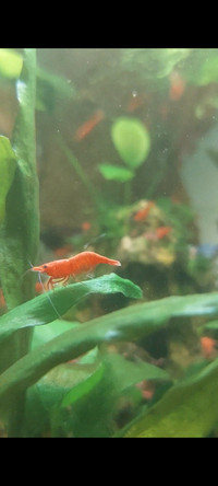 Red Neocaridina Shrimp (10 for $40)