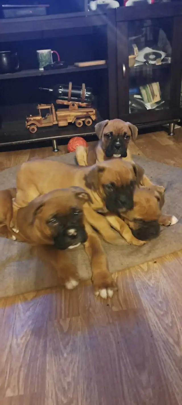 Chiot boxer in Dogs & Puppies for Rehoming in St-Georges-de-Beauce - Image 2