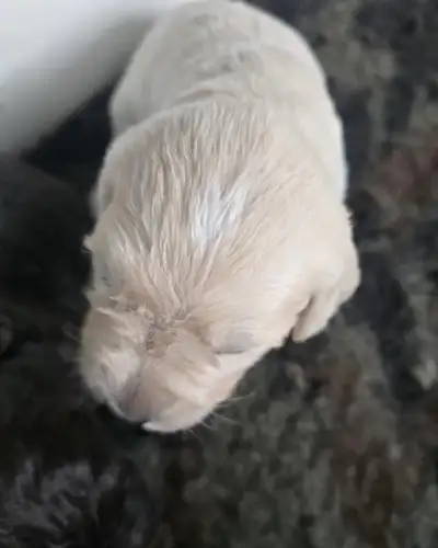 Raised with Love, Ready for Your Family ❤️ At Golden Puppy Love, every puppy is born and raised righ...