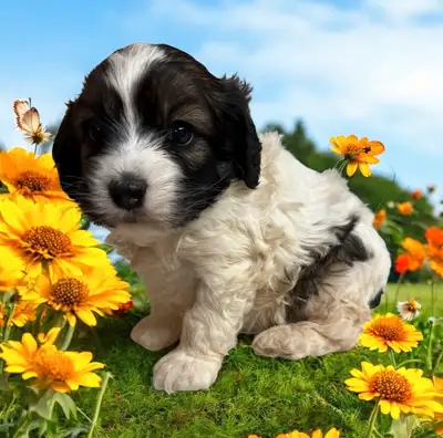 Cockapoo female Puppy, View more