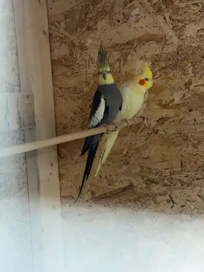 Cockatiel pair for sale, View more