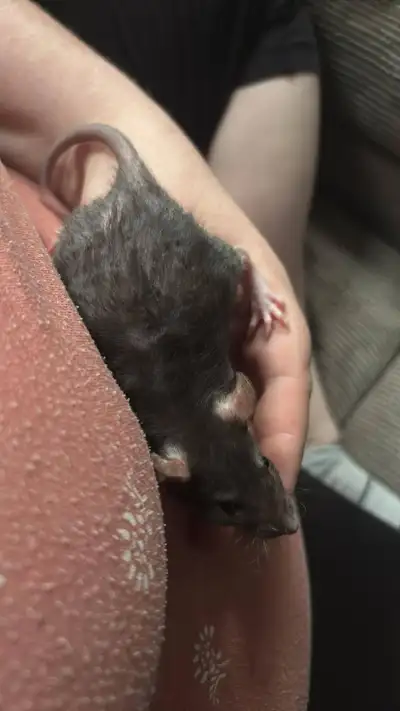 BABY MALE RATS, View more