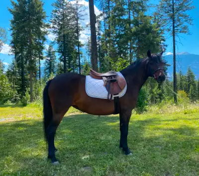 Sport Pony, View more