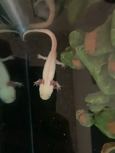 5 month old Juvenile Axolotls, View more