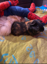 Guinea pigs with home