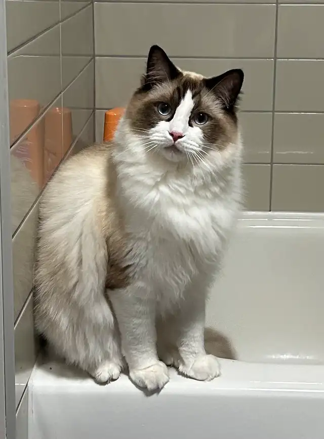These Beautiful Ragdolls Need A Home