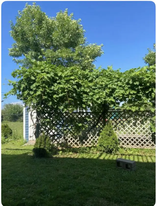 3 bedrooms house for long term rent  in Long Term Rentals in Charlottetown - Image 3