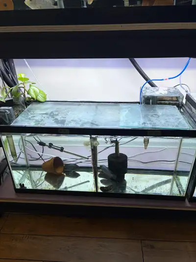 fish tank with 2 flower horn fish, View more
