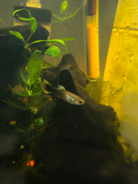 Juvenile Guppies, panda fancy tail cross and alien fancy tail