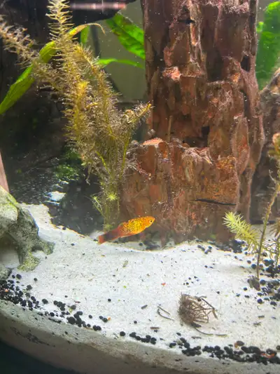 4 platy pour 20$, View more
