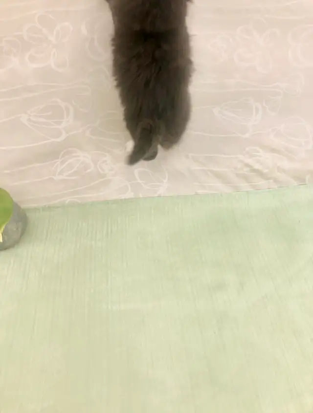 Maine Coon Sweetheart for Sale to Good Home