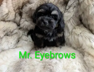 ShihTzu/Havanese  Schnoodle Puppy, View more
