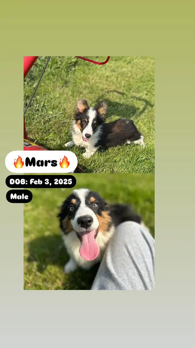 Adorable Corgi Puppies Looking For A Home in Dogs & Puppies for Rehoming in Cambridge - Image 5