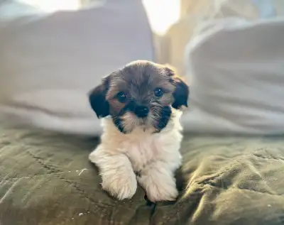 Sweet Morkie Puppies Ready Now  ❤️, View more