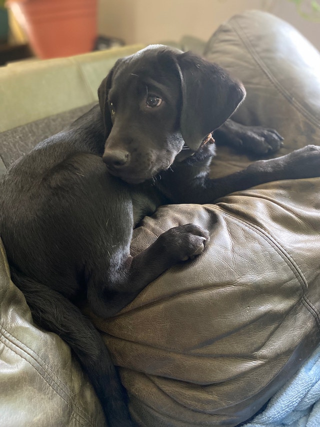 12 Week Old Black Labrador Puppy Dogs & Puppies for Rehoming Sudbury Kijiji