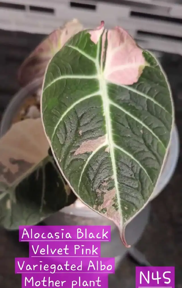 Alocasia Black Velvet Pink Variegated Albo corms for sale  in Other in Kapuskasing - Image 4