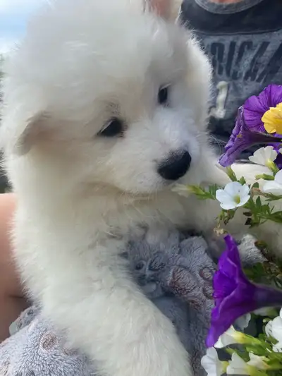 Purebred Male Samoyed Puppy, 8wks. Ready, View more