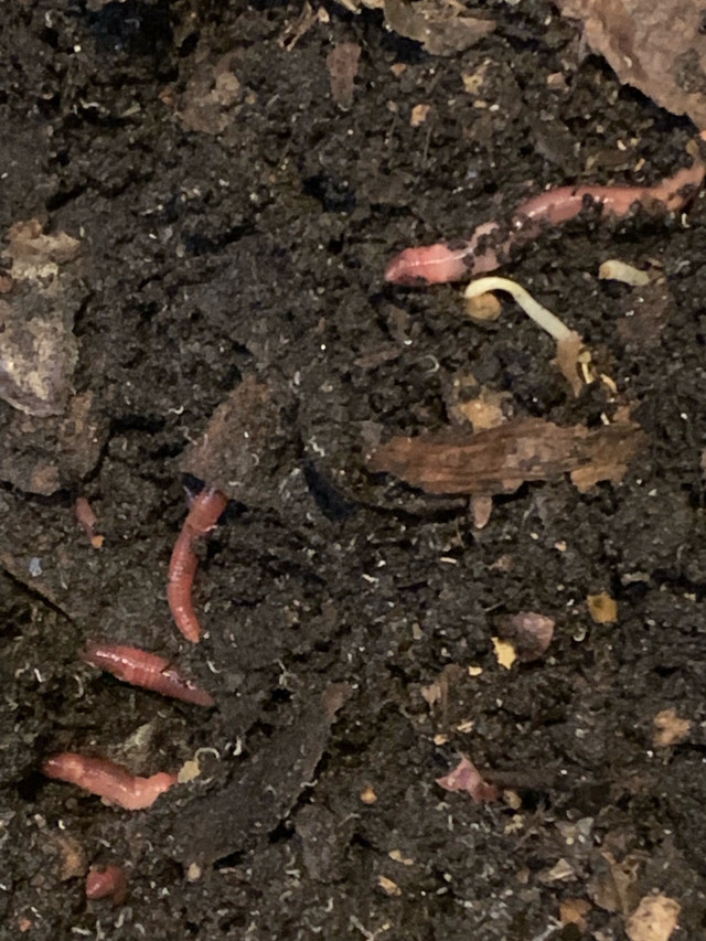 Red wiggler worms ( 20+per order) in Other in Thunder Bay - Image 2