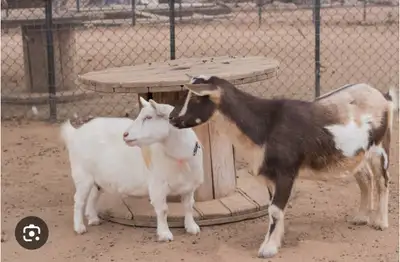 Pet pigmy angora goats, View more