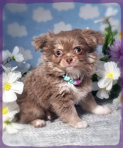 lavender and white small Chihuahua male & female puppies 2200.00, View more