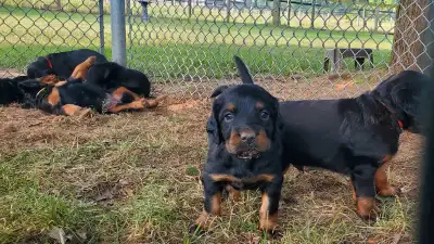 Gordon Setter Puppies, View more
