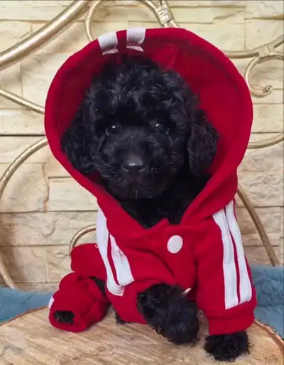 CKC registered, fully vaccinated Toy poodle puppies, View more