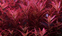 Blood red Rotala aquarium plant