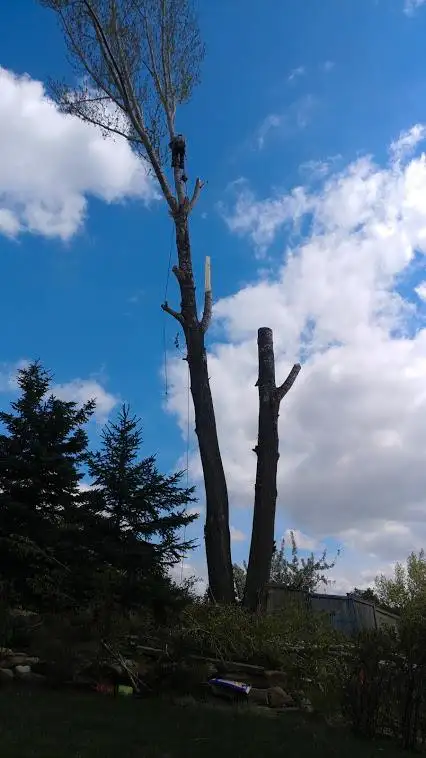 hooch tree removal62863716620547121