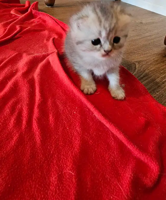 Scottish and British Shorthair Kittens in Cats & Kittens for Rehoming in City of Toronto - Image 5