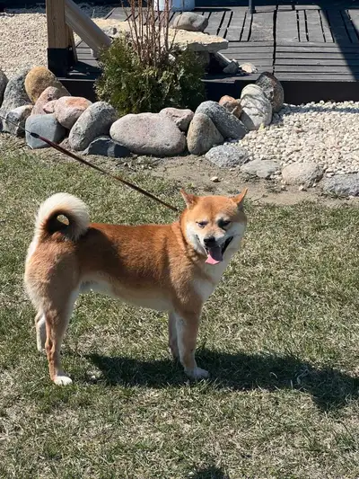 AKC registered Shiba Inu male, View more